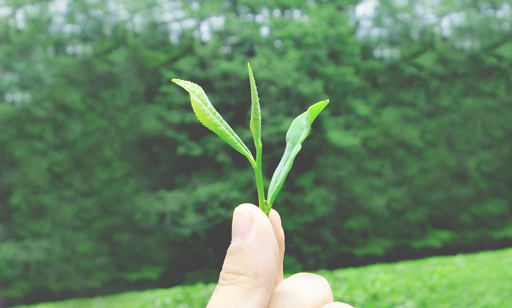 煎茶堂東京がおすすめする 日本茶ギフト 5つのポイントと選びかた 煎茶堂東京オンライン