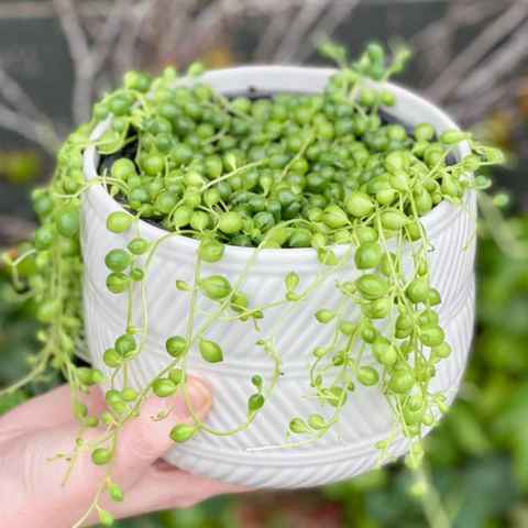 Valentine's Day Flowers and Gifts - String Of Pearls in pot. Auckland Flower Delivery