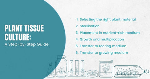 plant tissue culture