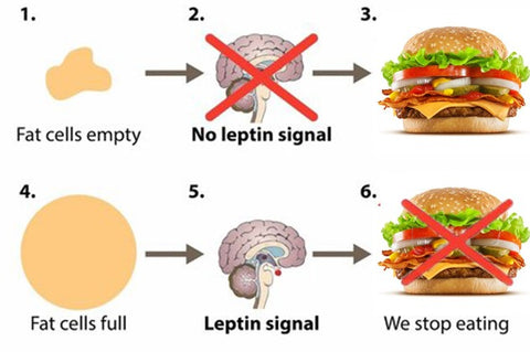 stop hunger cravings pills