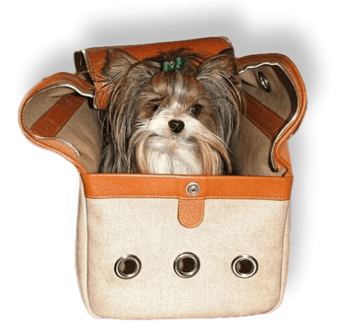 Hermes Natural Canvas/Leather PET DOG CARRIER BAG CASE PM BNIB