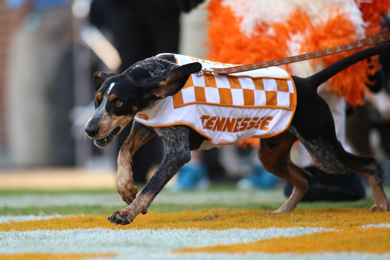SMOKEY TN VOLS MASCOT EVERYTHING YOU WANT TO KNOW Rocky Top Gifts