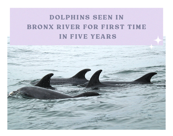 Dolphins make a return to the Bronx