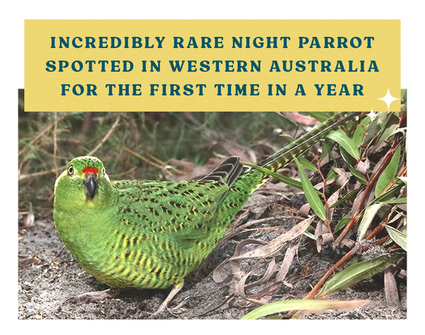 Rare night parrot spotted in western Australia