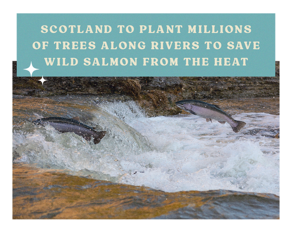 Scotland to plant millions of trees