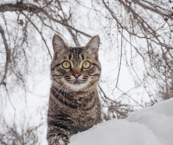 EKH Europäisch Kurzkaar Katze