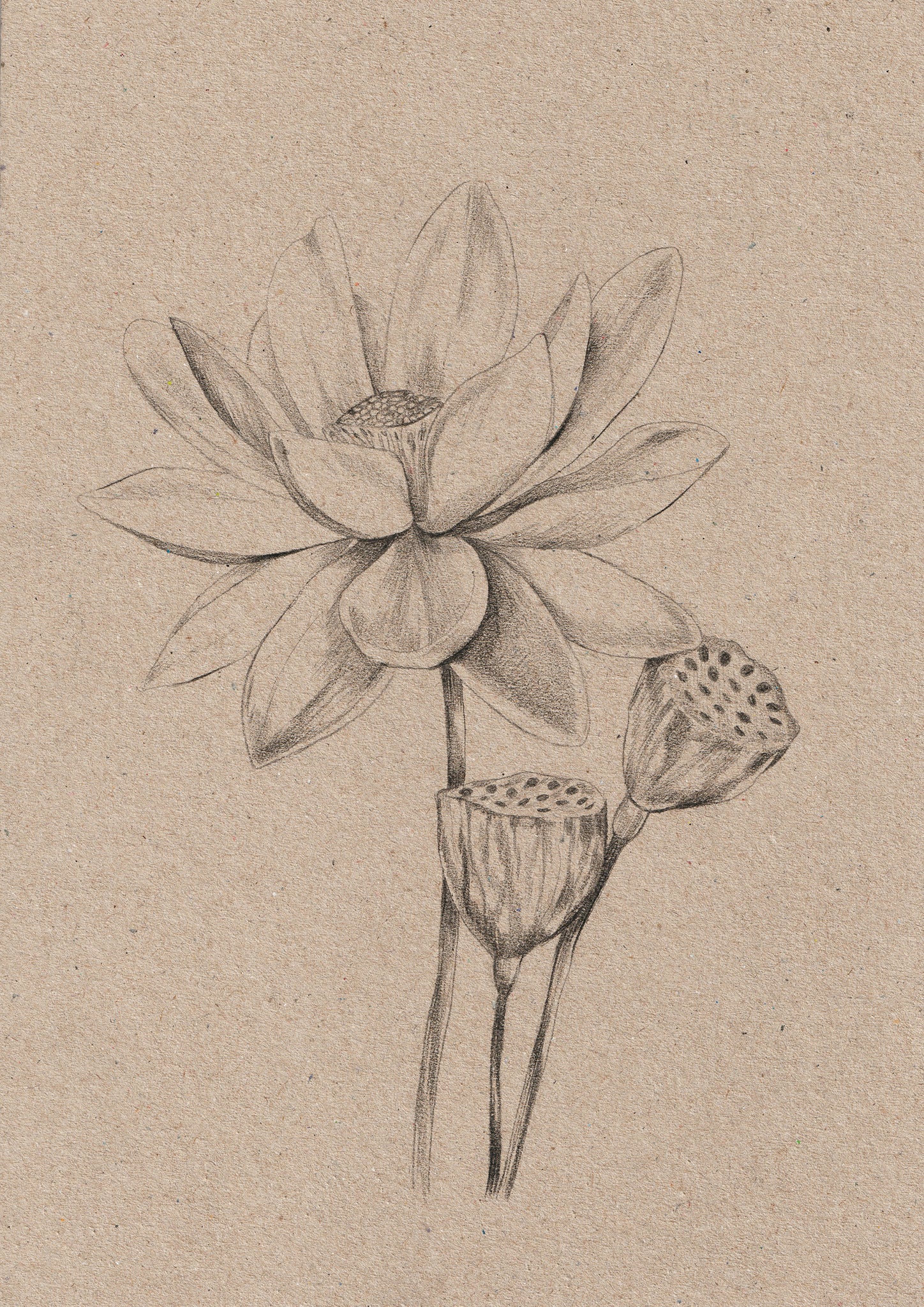 Kelly thompson botanical illustration illustrator for The Avanyguard Sunglasses