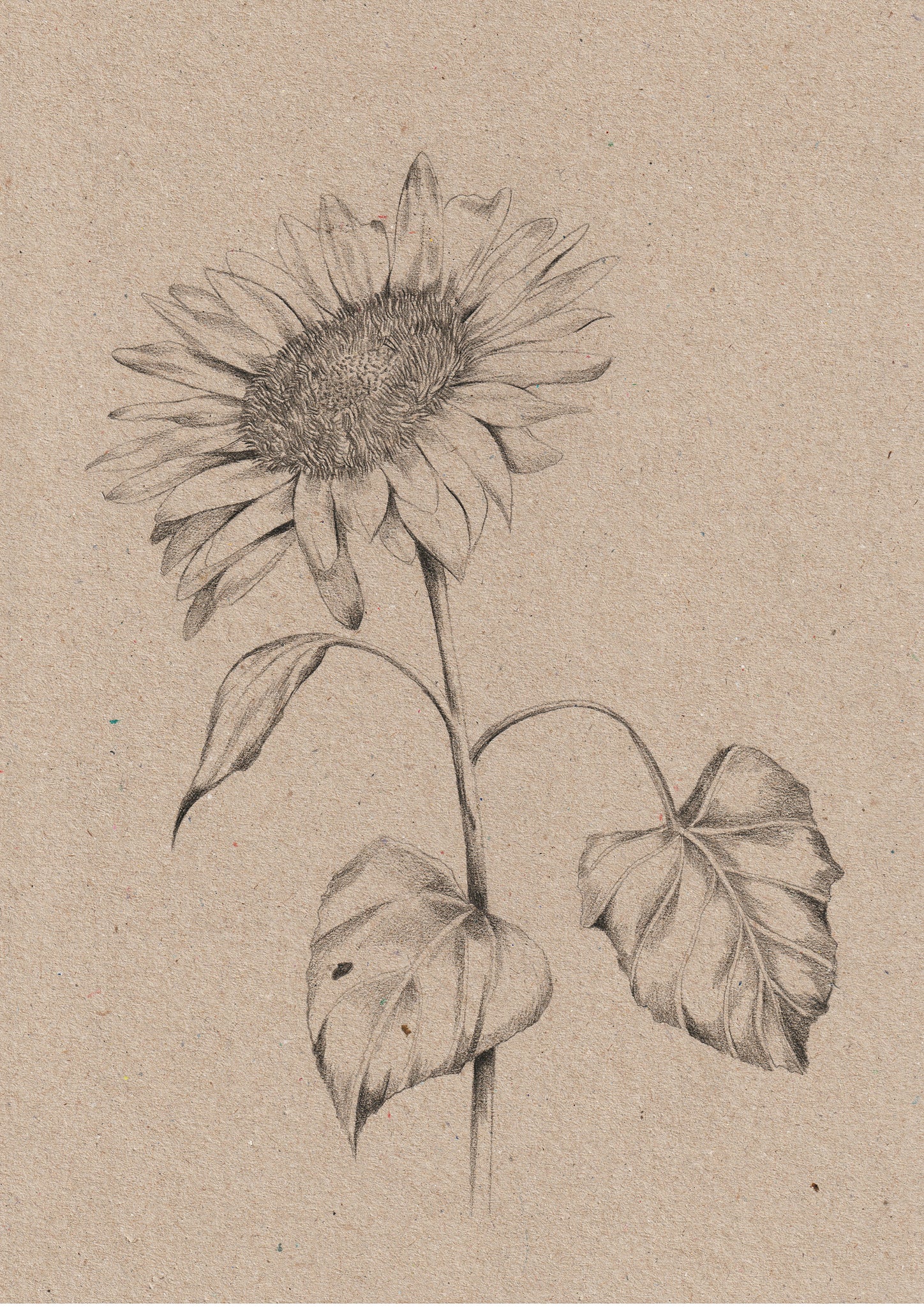 Kelly thompson botanical illustration illustrator for The Avanyguard Sunglasses