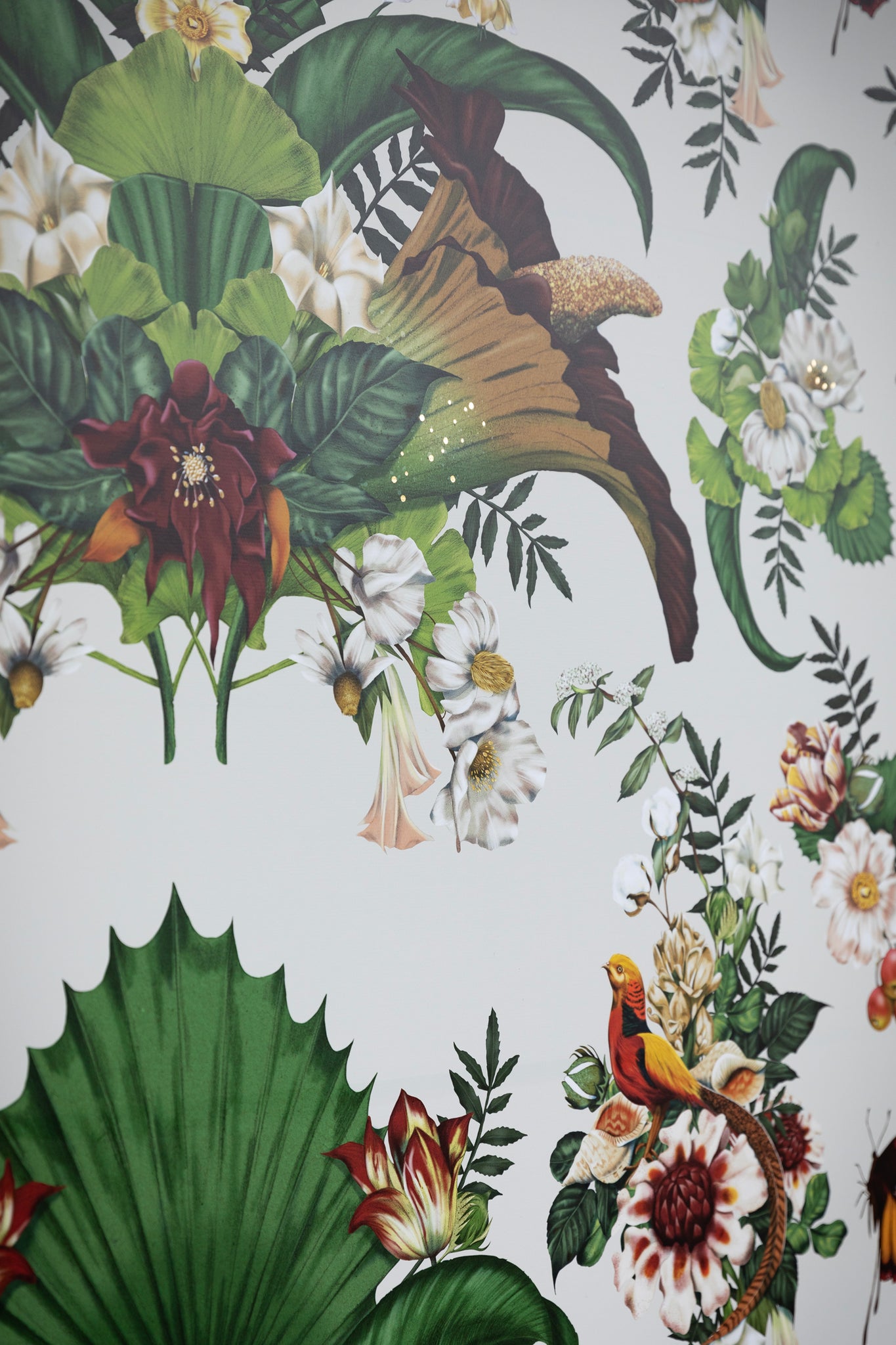 Kelly Thompson botanical Illustration wallpaper Melbourne Museum Titanic Exhibition