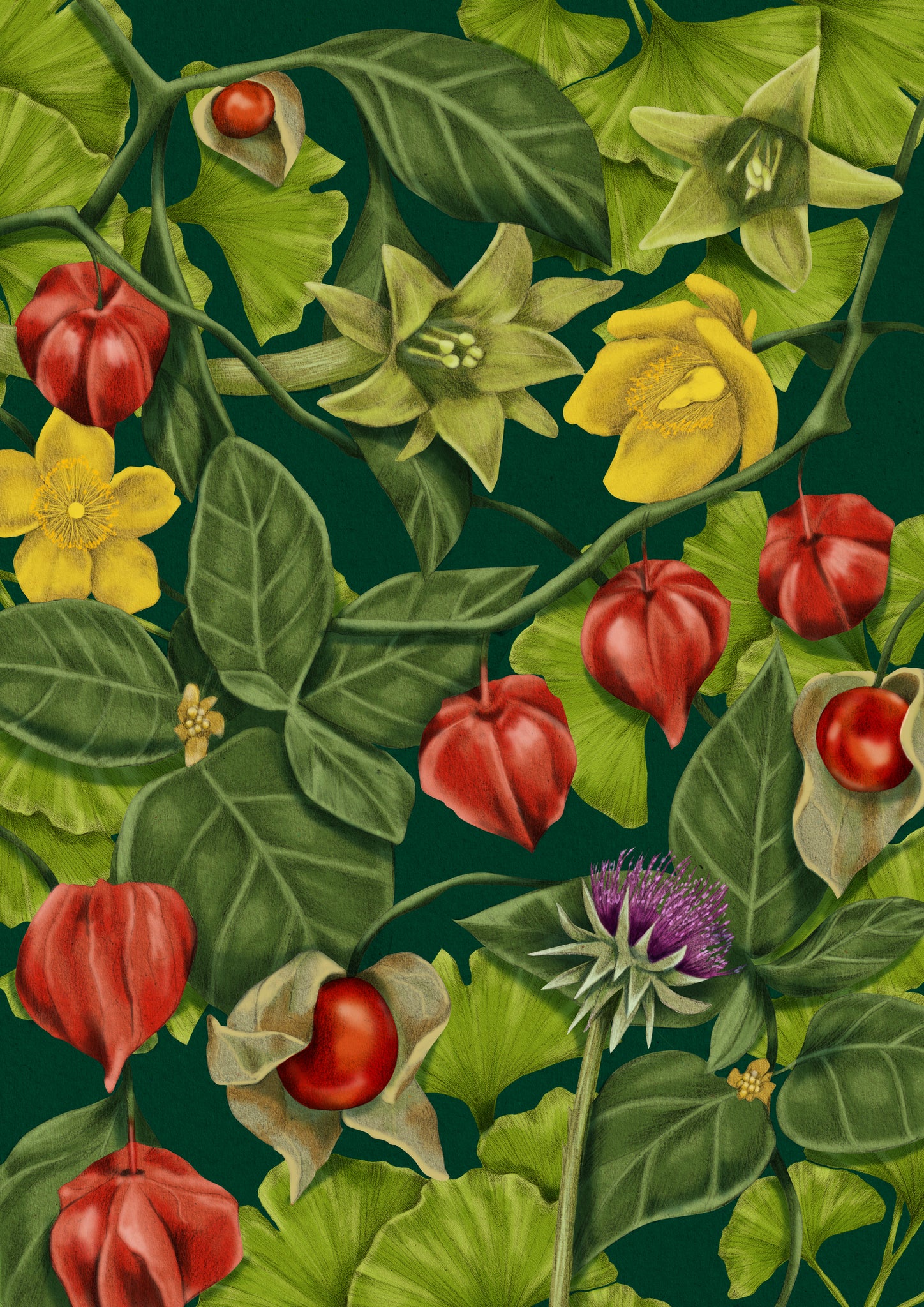 Kelly Thompson botanical illustration for Thompson's Herbals featuring the Ashwaganda plant  