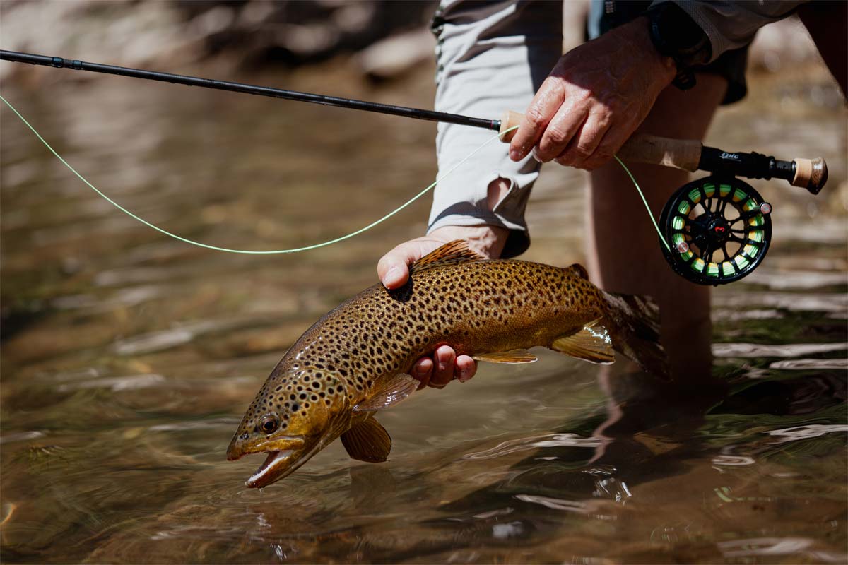 Brown Trout caught on the fly