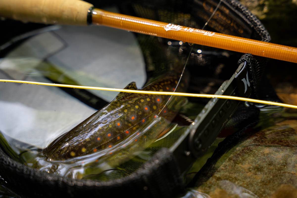 Fly Fishing for Brook trout