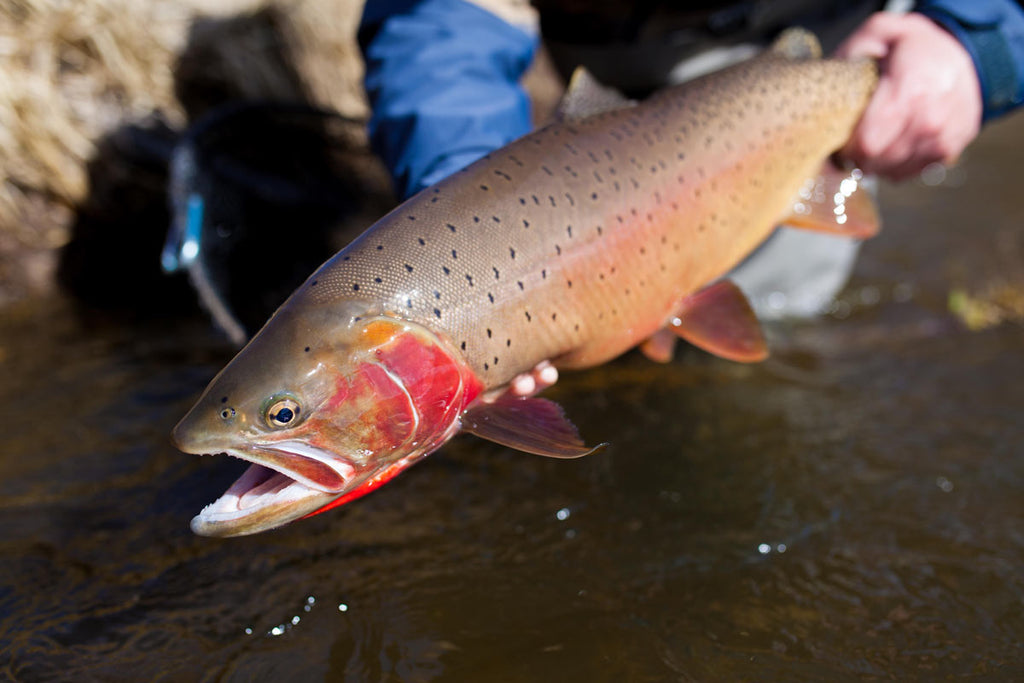 Fly Fishing Montana