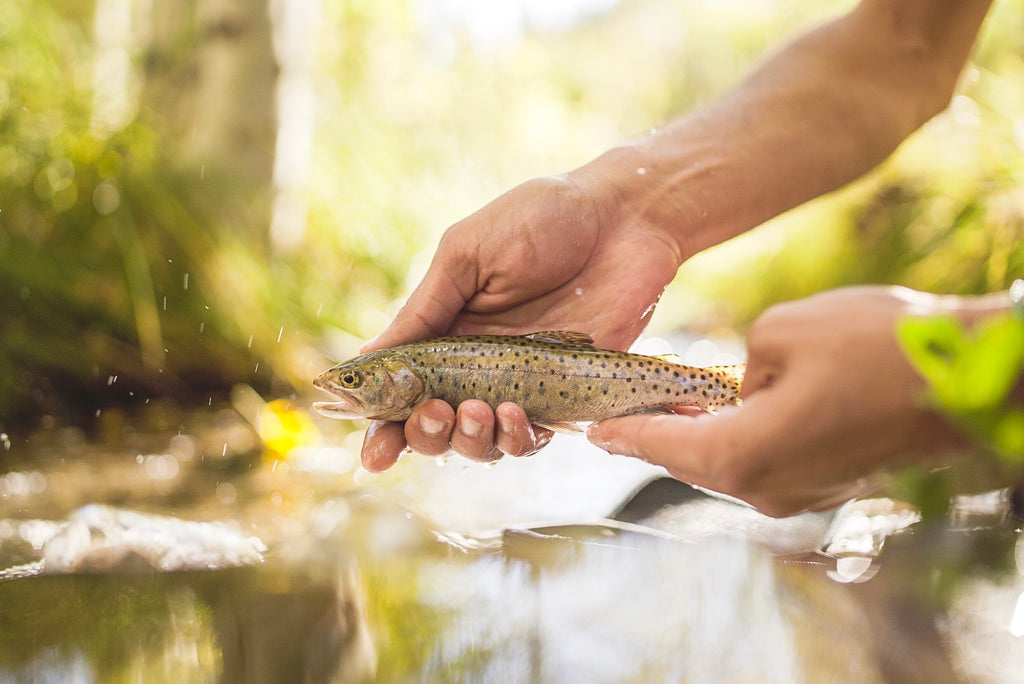 Lahontan Cutthroat Trout