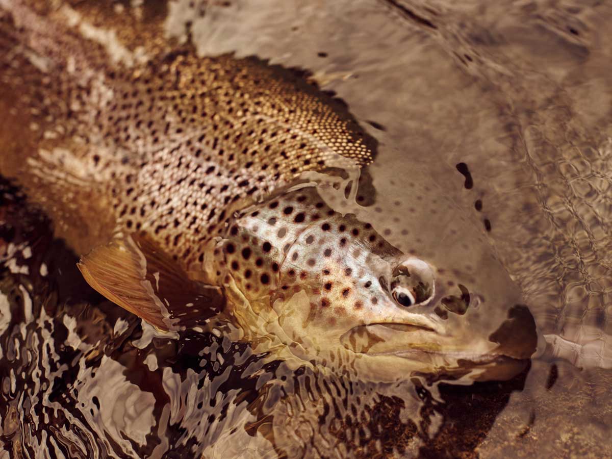 Fly Fishing the Limay River