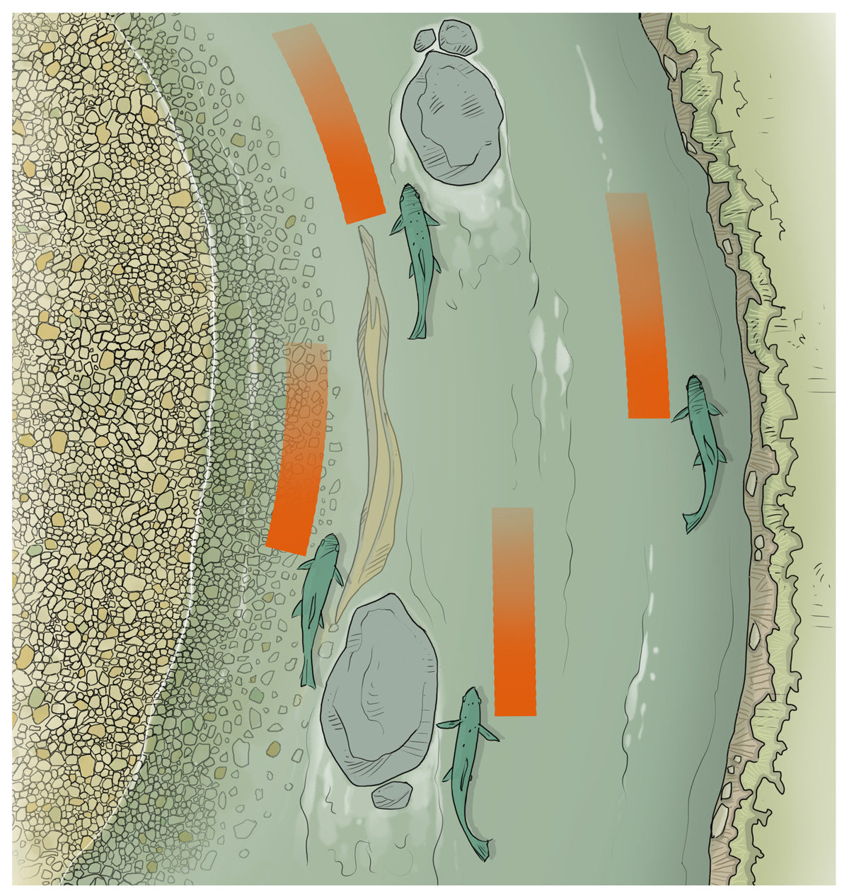 Can understanding left right preference feeding behaviour in trout help fly anglers catch more fish?