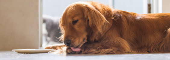 cachorro lambendo a pata