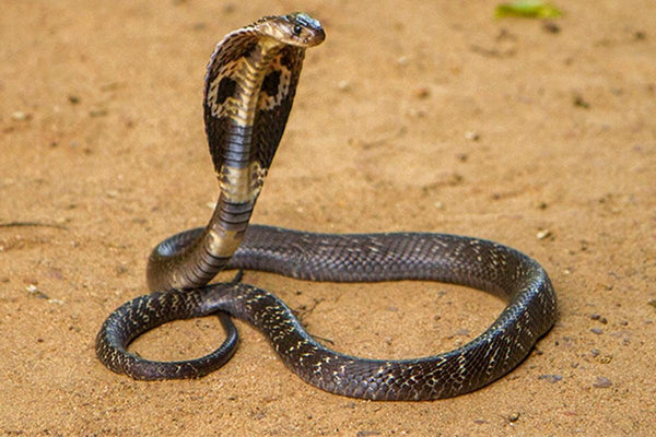 Top 15 Des Serpents Les Plus Dangereux Du Monde Esprit Serpent