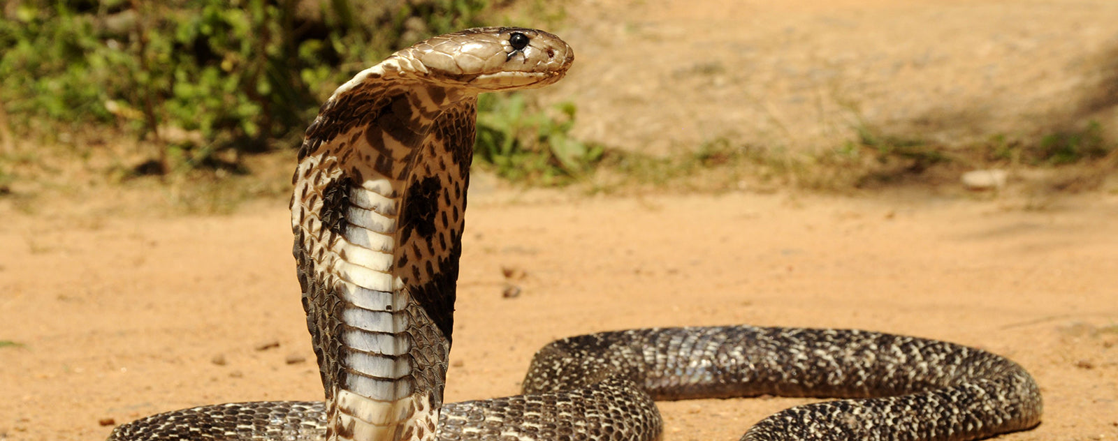 Rêver de Cobra en Islam