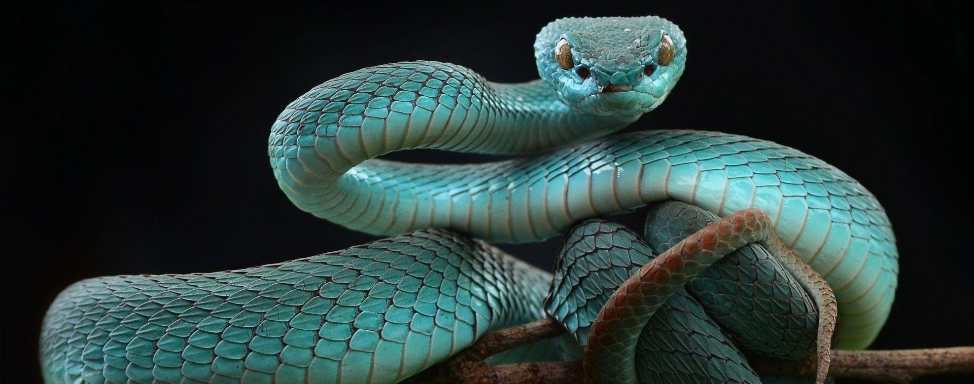 Rêver de Serpent Bleu en Islam