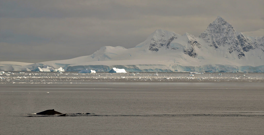 Antarctica