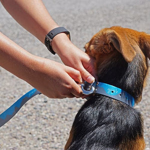 outdoor dog leash