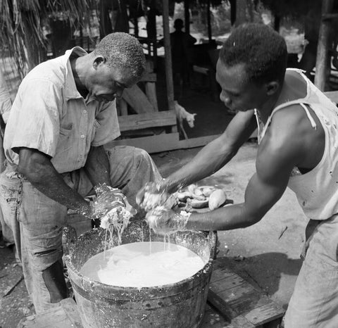 Geraspte kokos wordt gekneed door de arbeiders van Coronie, Suriname. Bron: CommonsWikimedia.org