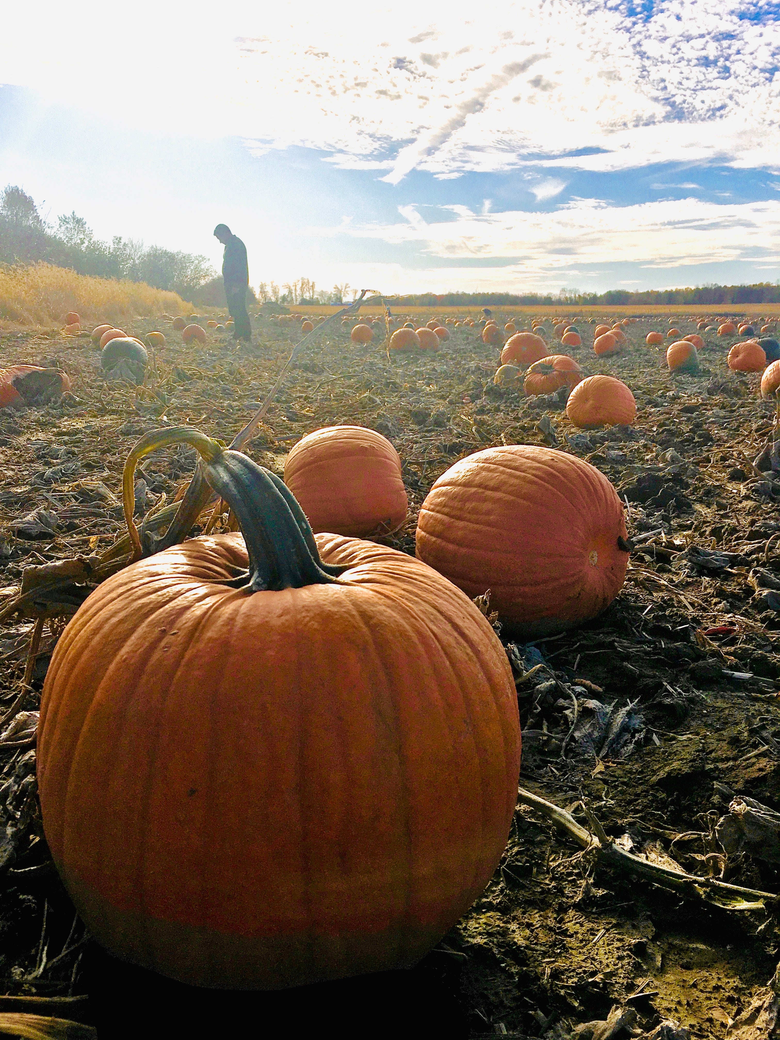 aesthetic pumpkin patch near me