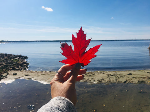 Maple Leaf, Ottawa River, Britannia Beach