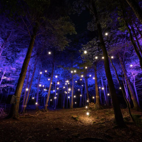 The best things to do when visiting Ottawa, Omega by Night at Parc Omega, explore Montebello near Ottawa, what to do during summer in Ottawa, from summer into fall Ottawa events, what to do in Ottawa, Ottawa's best, enchanted forest with animals at night