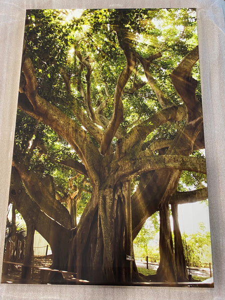 natural decorative wall art, Banyan Tree With Glory Rays of Sunlight Botanical Photo Fine Art Canvas Prints