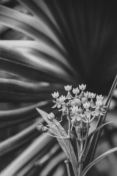 Botanical Prints For Bedroom: Bloodflowers and Palm Black and White - Botanical / Floral / Flora / Flowers / Nature Photograph Wall Art Prints