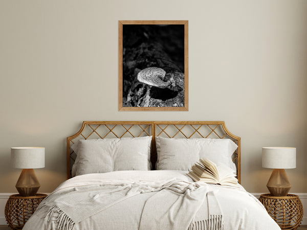 Art Wall In Bedroom: Mushroom on Log in Black and White Botanical Nature Photo Framed Wall Art Print