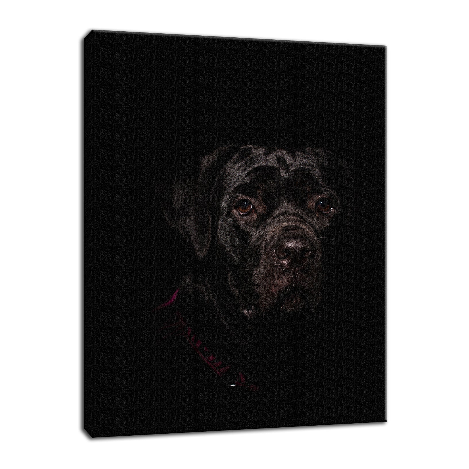 Cane Corso Puppy Low Key Animal Dog Photograph Fine Art Canvas Unframed Wall Art Prints
