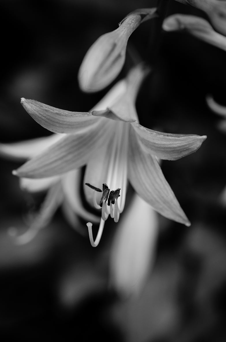Hosta Bloom in Black & White Floral Nature Photo DIY Wall Decor Instan