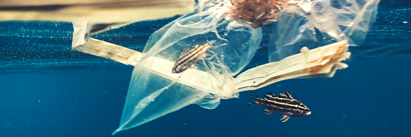 Fish caught in plastic bag ocean 