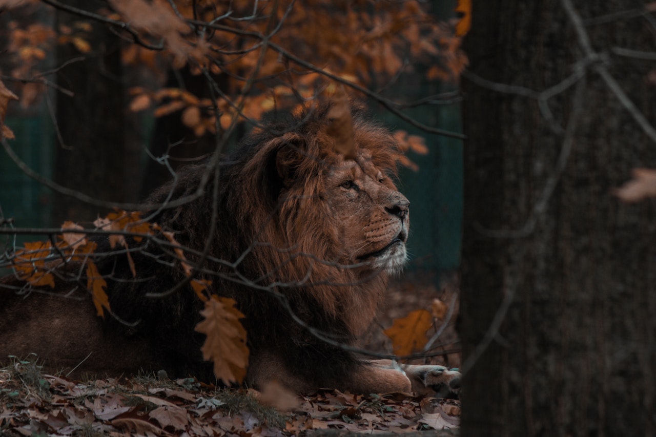 Signification Spirituelle du Rêves de Lion