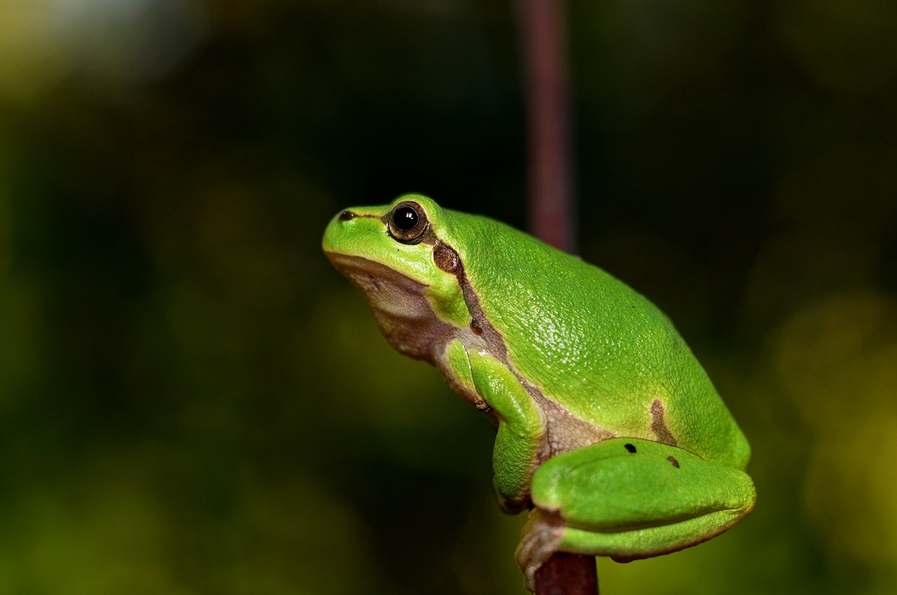 Spirituelle du Rêves de Grenouille