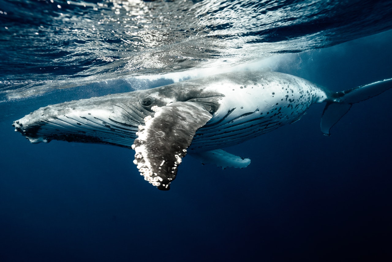 Baleine sous la surface de l'eau