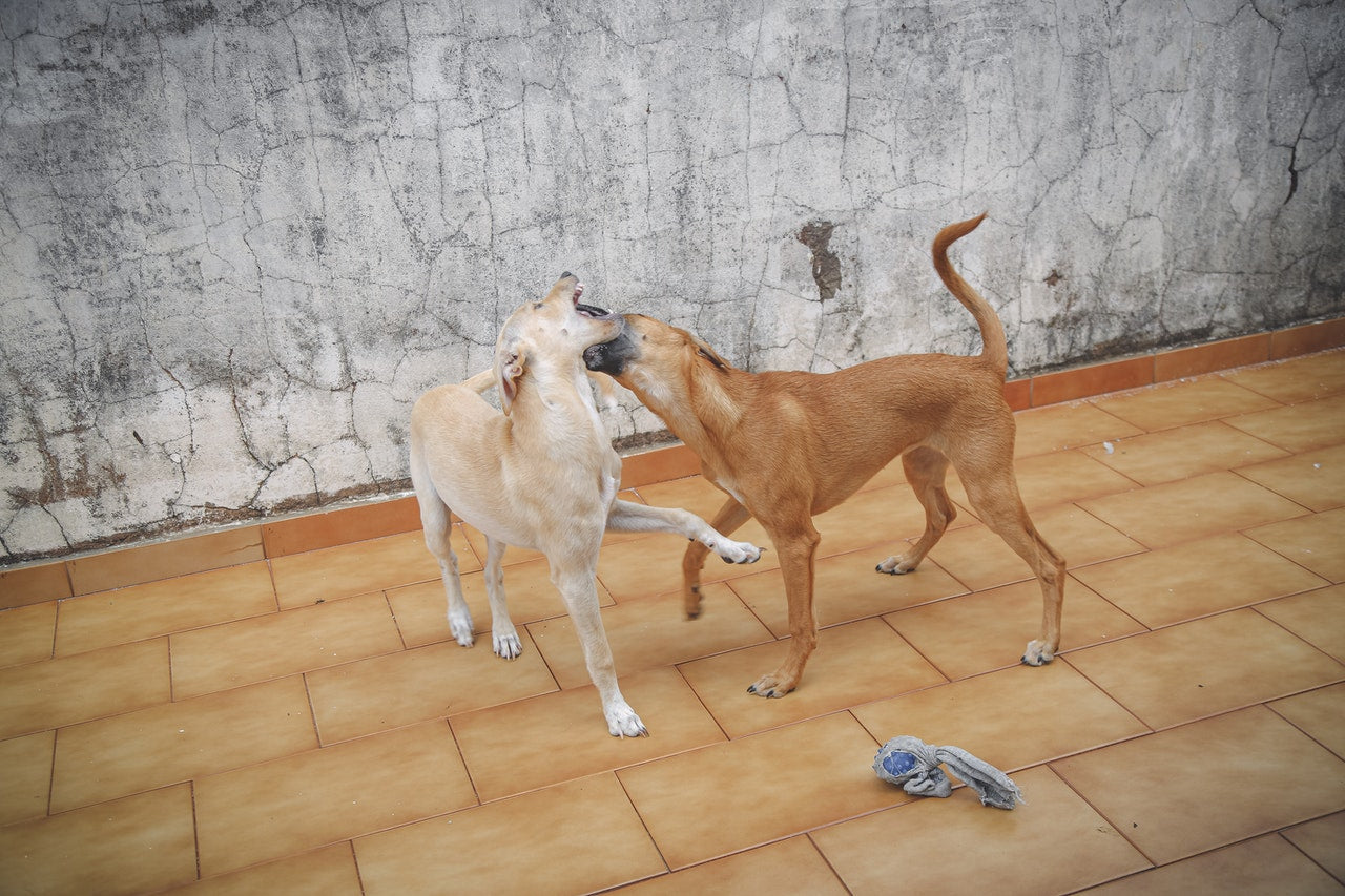 Deux chien qui se mordent - Rêver de morsure de chien