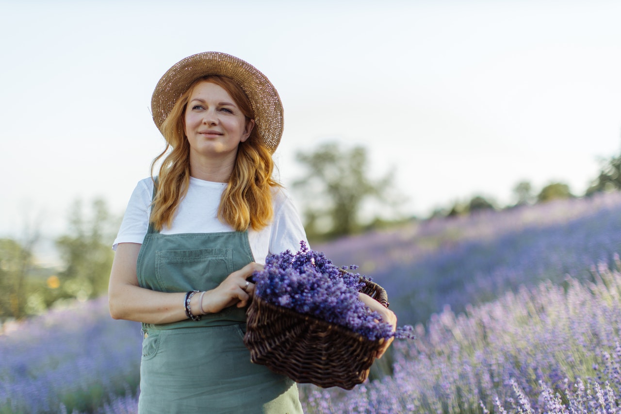 Femme qui récolte de la lavande