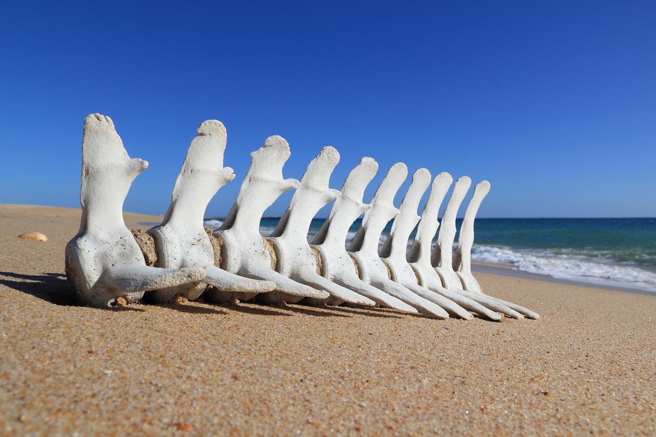 Os sur la plage - Rêver d'os