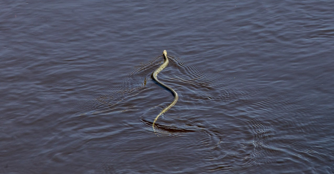 Rêver d'un serpent dans l'eau