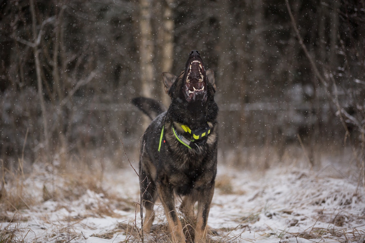 Rêver de Chiens qui aboient