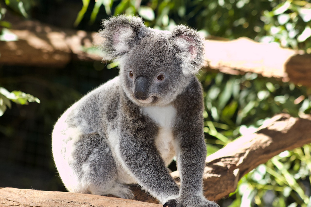 Rêver de Koala