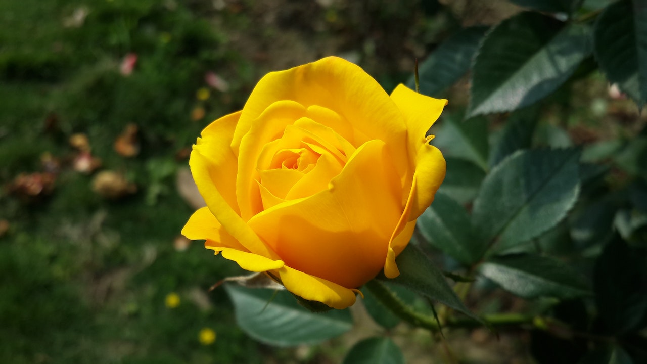 ✦ Signification des Rêves : Rêver de Roses Jaunes - Interprétations ✦