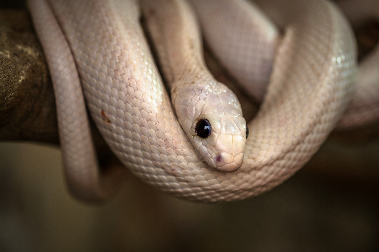 Rêver de Serpent Blanc