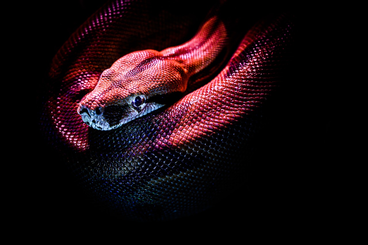 Rêver de serpent rouge