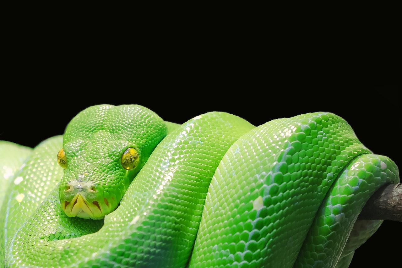 Rêver de Serpent Vert
