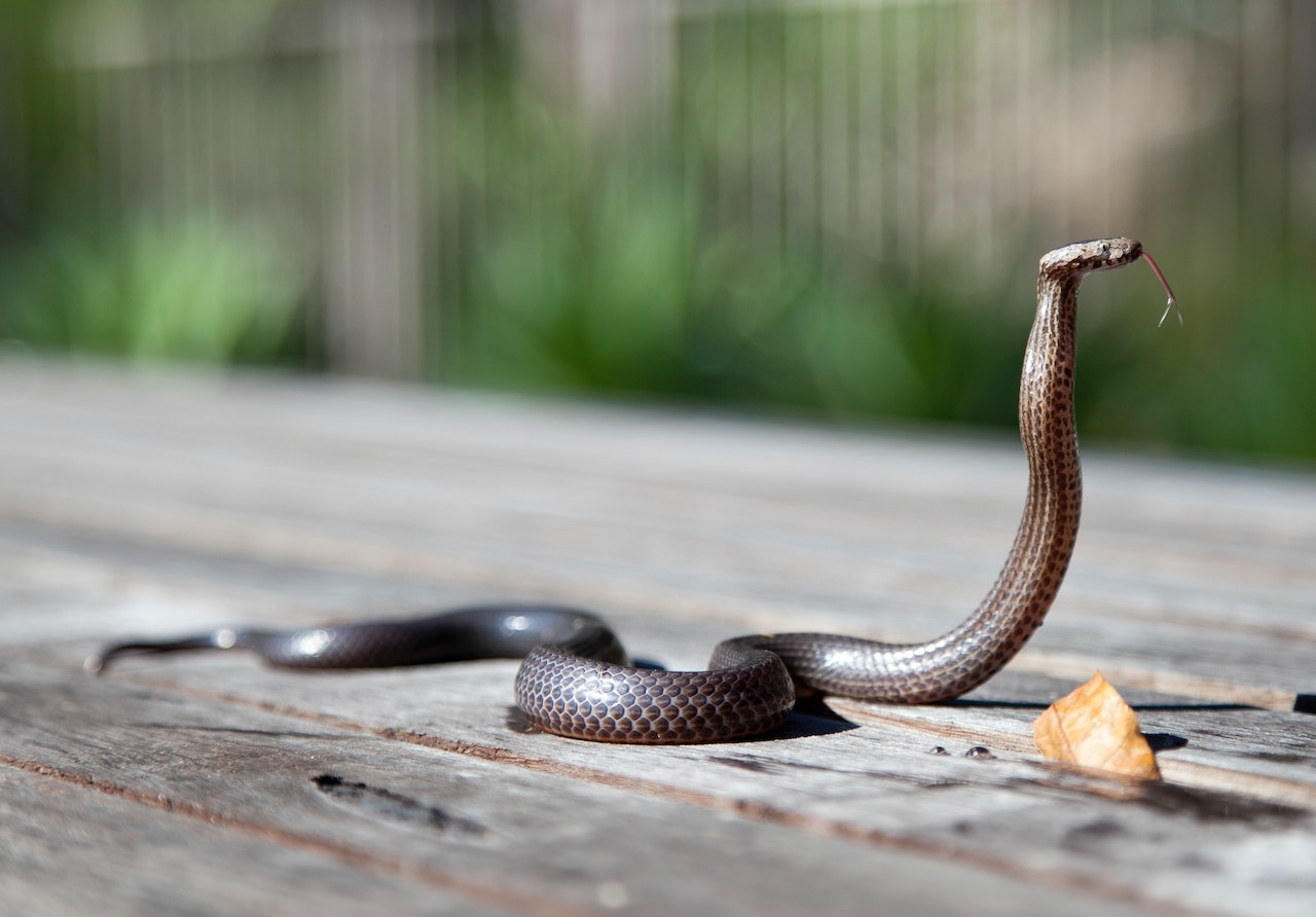 Rêver d'être poursuivi par un serpent